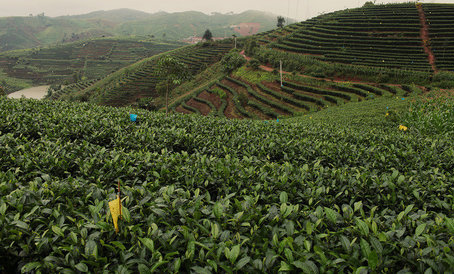 Как изготавливают зеленый чай. Этапы производства зеленого чая