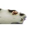 Фэн Шуй "Лягушка на листе", зелёный